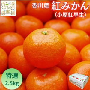 『2026年12月より順次発送』香川オリジナル品種「紅みかん(小原紅早生)」2.5kg