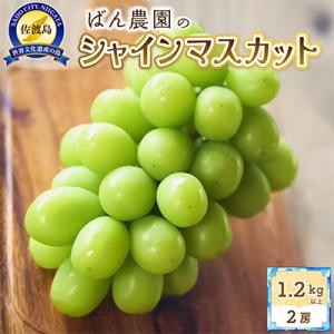 【2026年9月以降発送分】シャインマスカット2房　1.2Kg以上【佐渡島産】