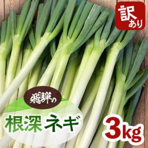 【先行受付】＜訳あり＞飛騨の根深 ネギ  3kg
