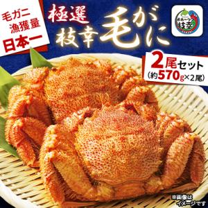 漁獲量日本一 枝幸毛がに 2尾セット(約570g×2尾) 北海道枝幸町産