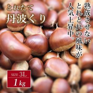 とれたて 丹波くり 3L 1kg(京都 京丹波町産 生栗)