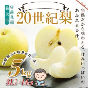 先行予約!守國農園 養父市産 二十世紀梨 5kg(3Lサイズ×14個)
