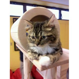 ふるさと納税 猪苗代町 木のキャットタワー「猫...の詳細画像2