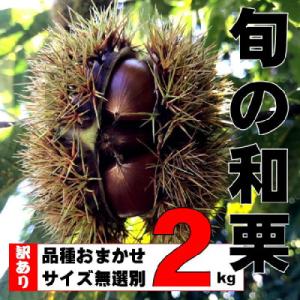 【訳あり】旬の和栗 2kg　サイズ無選別 品種おまかせ 朝どれ 農家直送【9月上旬から順次発送予定】