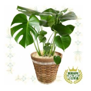 ふるさと納税 小山市 観葉植物 モンステラ 鉢植 バスケット リビング