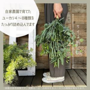 ふるさと納税 入間市 【ユーカリ農家が束ねる】...の詳細画像1
