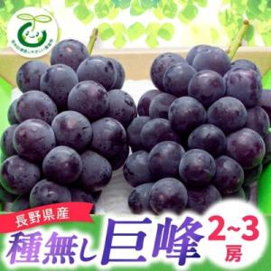 【2026年先行受付】信州種無し巨峰 　(2～3房)