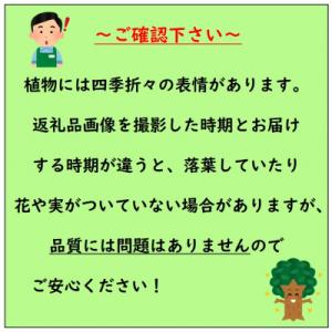 ふるさと納税 鈴鹿市 マルバユーカリの木 ポポ...の詳細画像3