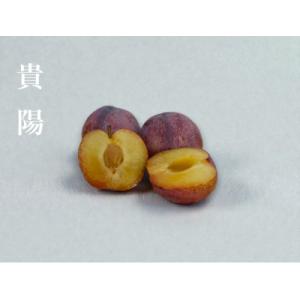 ふるさと納税 南アルプス市 【2026年先行予約】【すもも・貴陽】一生に一度は食べたい!王様のひと玉! 約6玉