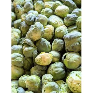 〈2026年12月から発送予定〉　ニュース　everyに特集　芽キャベツ  from 名水の里 秦野