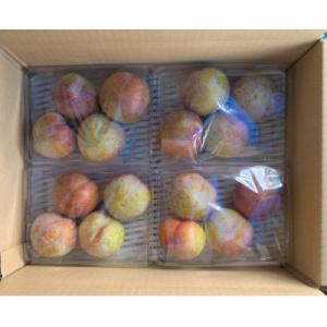 ふるさと納税 山形県 《先行受付》2026年度発送　山形県産　すもも【秋姫】 2kg(500g×4パック)　「ご家庭用」