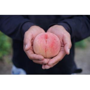 ふるさと納税 山形県 《先行受付》2026年度...の詳細画像1