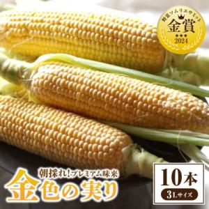 2026年6月上旬より発送予定　朝採れ!プレミアム味来～金色の実り～10本・S065