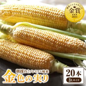 2026年6月上旬より発送予定　朝採れ!プレミアム味来～金色の実り～20本・S066
