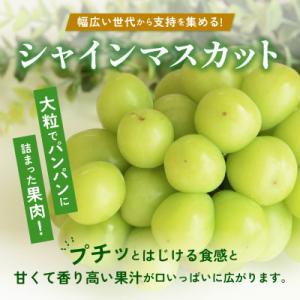 【2026年発送】朝採り シャインマスカット 約600g(1房)