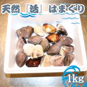 ふるさと納税 勝浦市 【数量限定】天然『活』はまぐり　1kg　※1個:40g〜80g【千葉県勝浦市】