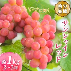 【2026年発送】サンシャインレッド 2～3房 1kg程度 ピンクに輝く シャインマスカット