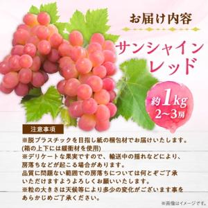 ふるさと納税 山梨市 【2026年発送】サンシ...の詳細画像3