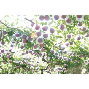 ふるさと納税 南アルプス市 すもも【太陽】10...の詳細画像1
