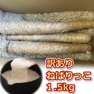 【訳あり】ねばりっこ1.5kg 長芋 鳥取県産