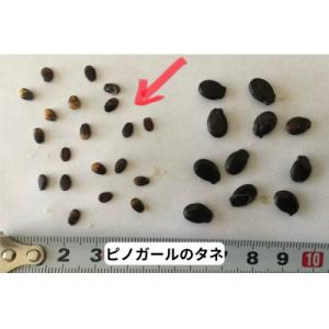 ふるさと納税 山辺町 【2026年先行受付】ご...の詳細画像2