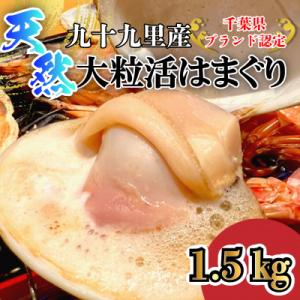 天然大粒活はまぐり1.5kg|千葉県九十九里産