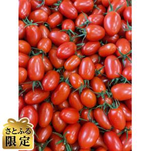 【さとふる限定】熊本県産アイコトマト1.2kg