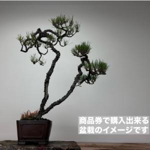 ふるさと納税 藤沢市 趣楽園で使える盆栽商品券...の詳細画像1