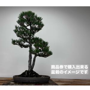 ふるさと納税 藤沢市 趣楽園で使える盆栽商品券...の詳細画像2