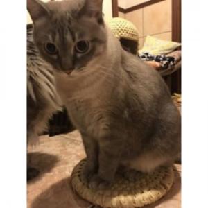 ふるさと納税 飯島町 猫ざぶとん【わら細工】直...の詳細画像1