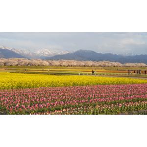 ふるさと納税 朝日町 富山県朝日町産チューリッ...の詳細画像3