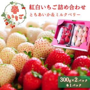 【春いちご】紅白いちご(とちあいか、ミルキーベリー)詰め合わせ(300g×1パックずつ)