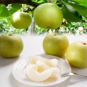 【訳あり】二十世紀梨　4kg