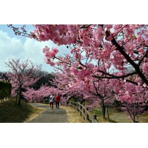 ふるさと納税 みよし市 【返礼品なし】防災・減...の詳細画像3