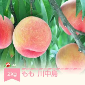 【先行受付】もも 川中島 約2kg 令和8年産【8月中旬～9月上旬頃発送予定】