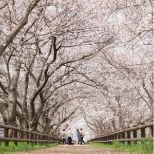 ふるさと納税 田原本町 【返礼品なし】田原本町...の詳細画像2