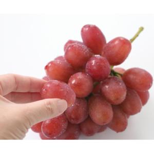 【産地厳選!】長野県産・クイーンルージュ 秀品 約1kg(1～3房)