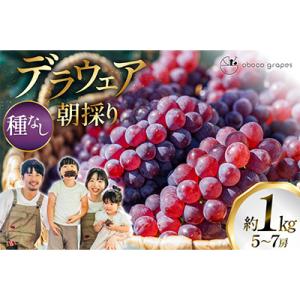 甘さはじける!デラウェア1kg(5～7房)