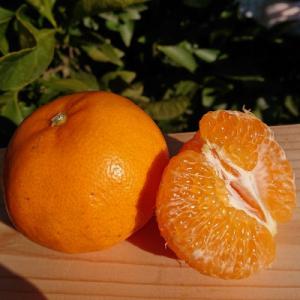2027年発送  はるみ　約3kg
