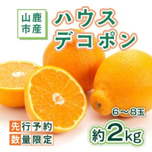 ふるさと納税 山鹿市 【数量限定】ハウスデコポン 約2kg(山鹿市)