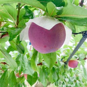 ふるさと納税 甲州市 すもも(貴陽)│7〜9玉...の詳細画像2