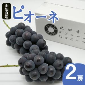 【2026年発送】厳選 ピオーネ 2房(計1.0kg以上)(IS)B-478