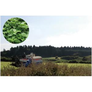 ふるさと納税 阿見町 国産黒えごま油100g×...の詳細画像3