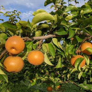 令和8年産　農家直送「和梨」贈答用約2キロ【離島配送不可】