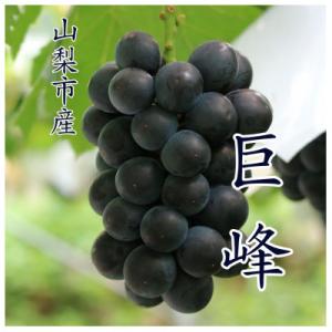 【2026年発送 】『数量限定』山梨市産種無し巨峰2房入　約1kg