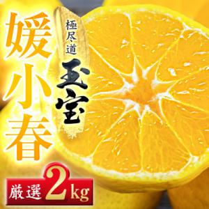 ふるさと納税 八幡浜市 【愛媛名産】玉宝媛小春(ひめこはる)　2kg【D64-85】