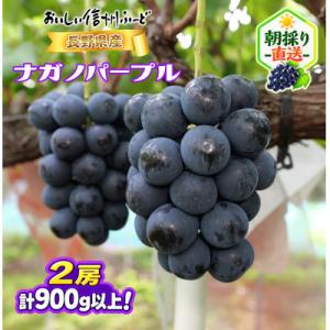 新鮮朝採り 信州産 ナガノパープル 2房合計900g以上!　2026年8月下旬より発送予定