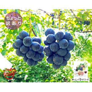 ふるさと納税 長野県 [ちょっと訳あり]新鮮朝採り ナガノパープル 2〜3房900g以上! 2026年8月下旬〜発送予定