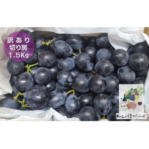 ふるさと納税 長野県 [訳あり] 新鮮朝採り ナガノパープル 『切り房』 1.5kg以上 2026年8月下旬より発送