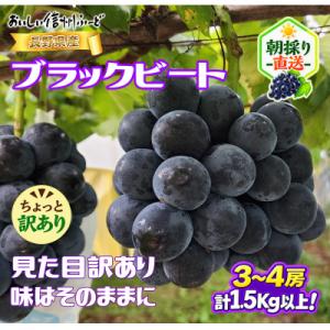 ちょっと訳あり 朝採り ぶどう ブラックビート 3～4房1.5kg以上!2026年8月下旬～発送予定
